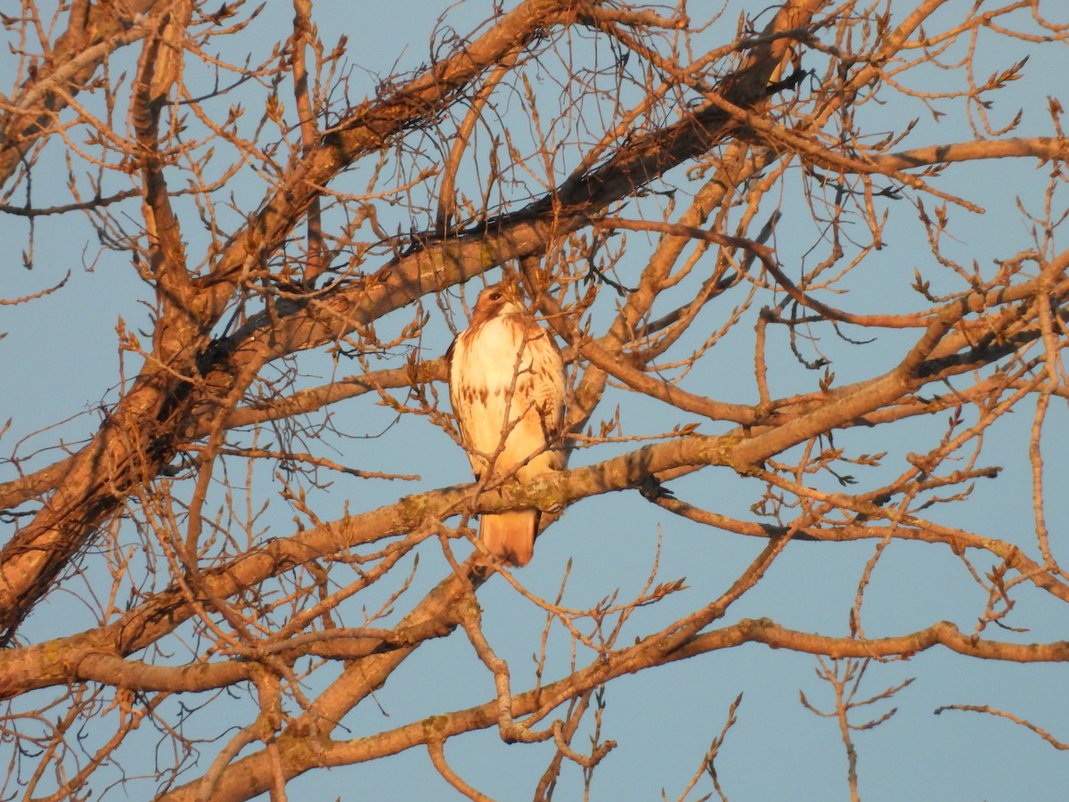Red-tailed Hawk - ML408705371