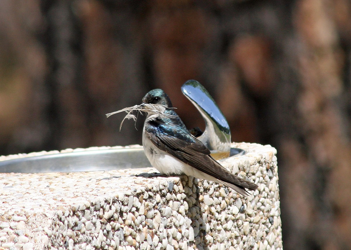 Tree Swallow - Noreen Baker