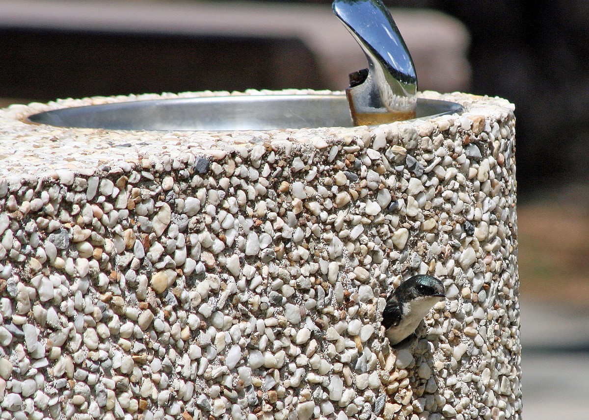 Tree Swallow - ML408705411