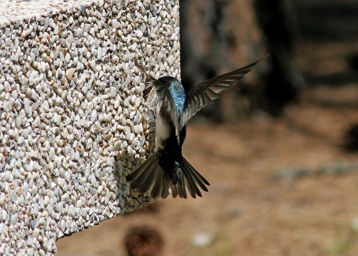 Tree Swallow - ML408705431