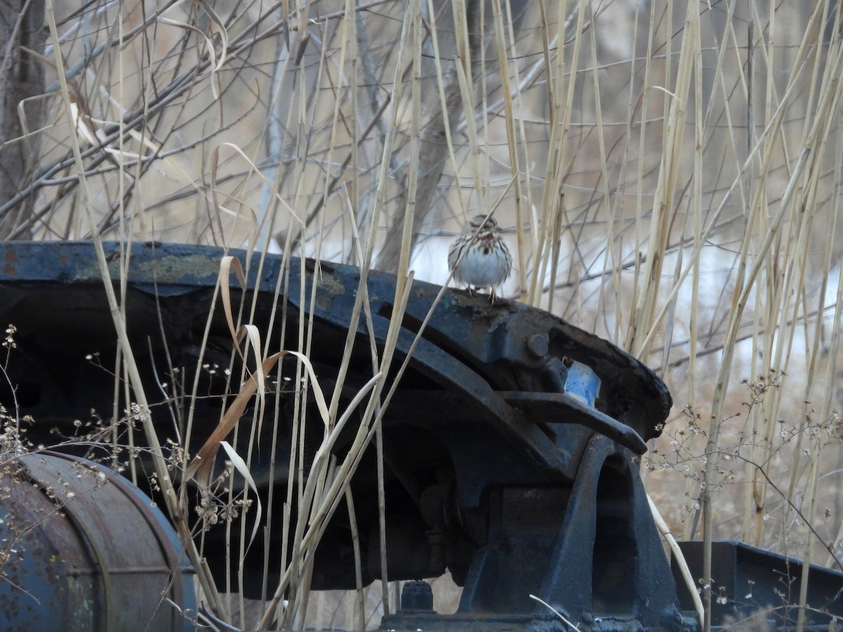 Song Sparrow - ML408705931