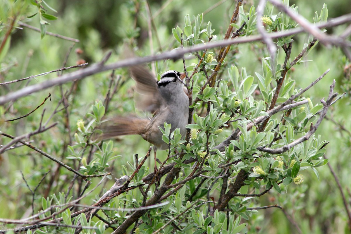 White-crowned Sparrow - ML408706551