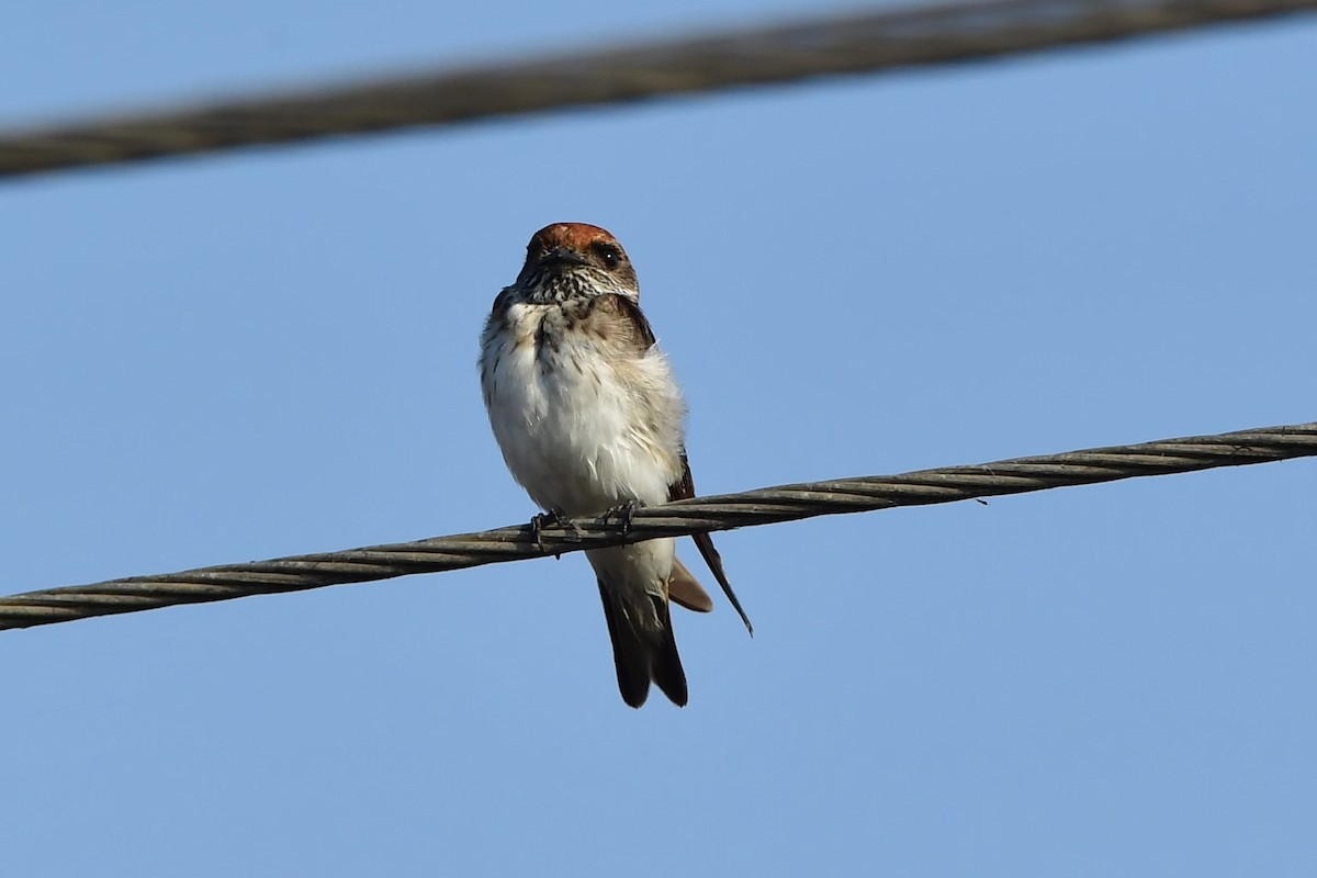 Streak-throated Swallow - ML408707151