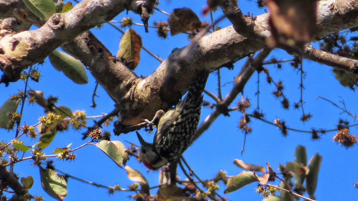 Yellow-crowned Woodpecker - ML408707451