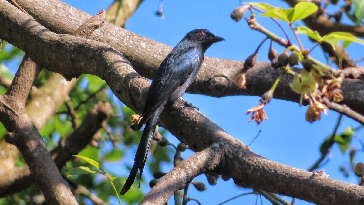 Drongo Cenizo - ML408708031