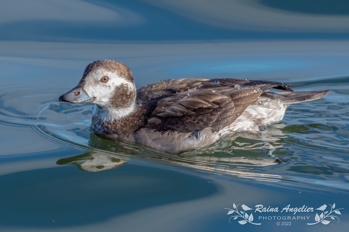 Long-tailed Duck - ML408708461