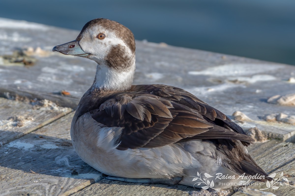 Long-tailed Duck - ML408708471