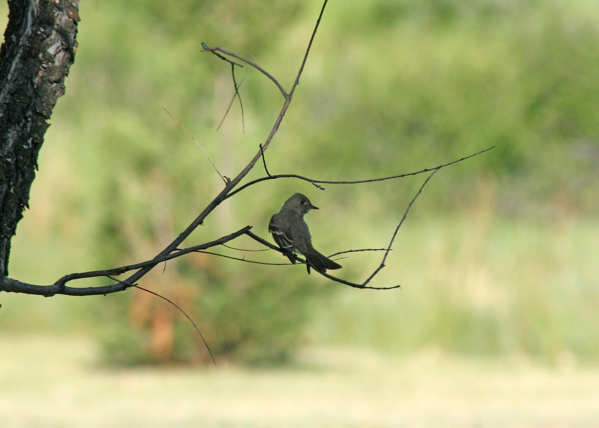 Western Wood-Pewee - ML408710481