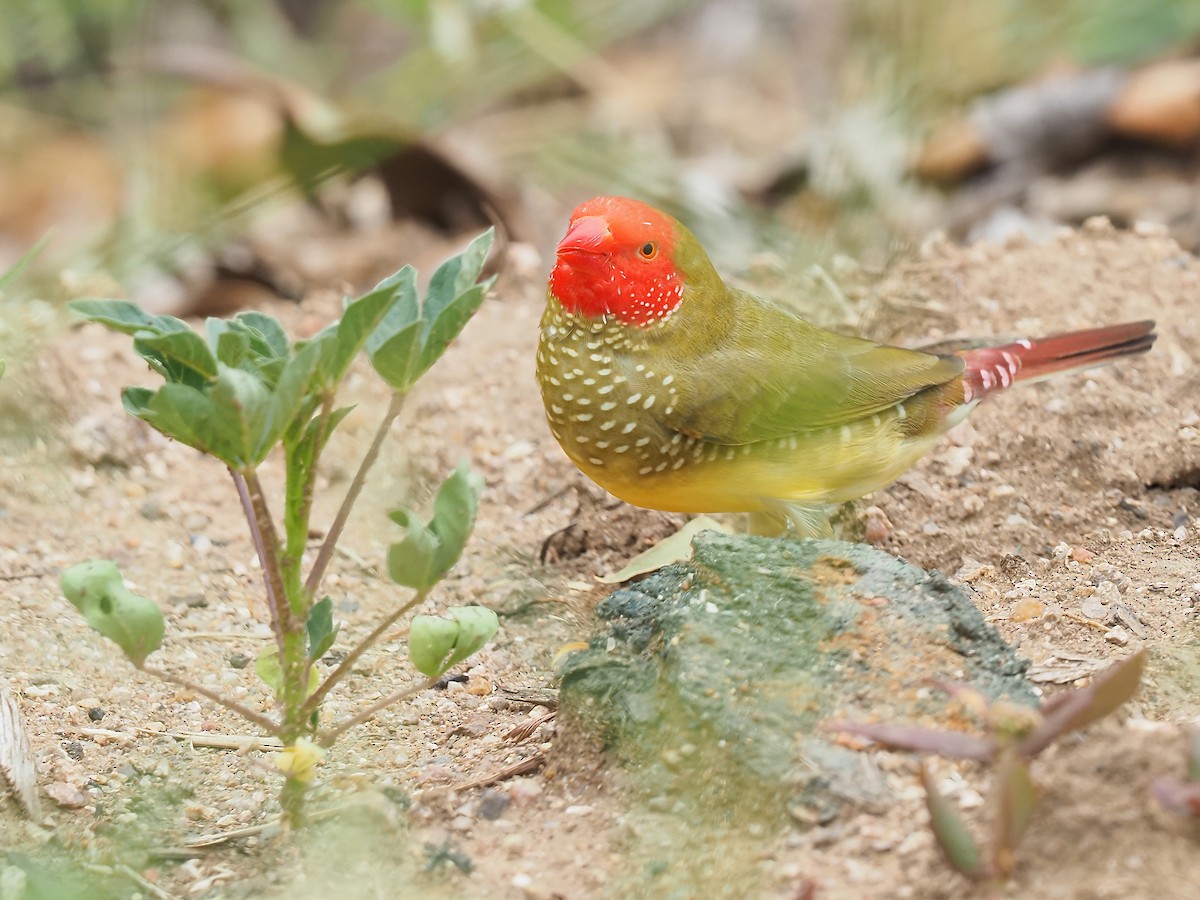 Star Finch - ML408710851