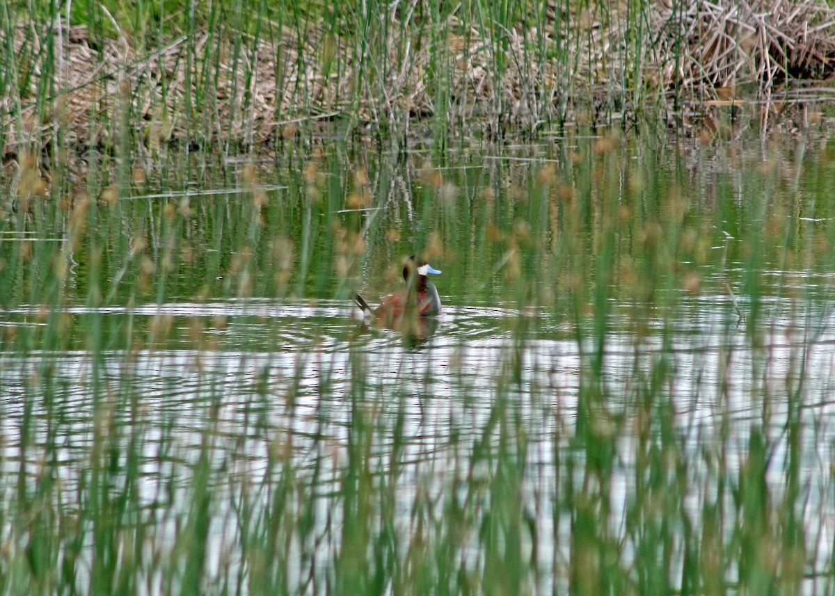 Ruddy Duck - ML408712841