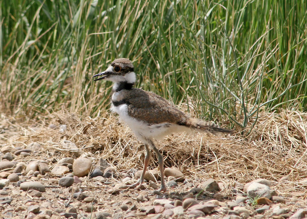 Killdeer - ML408713031