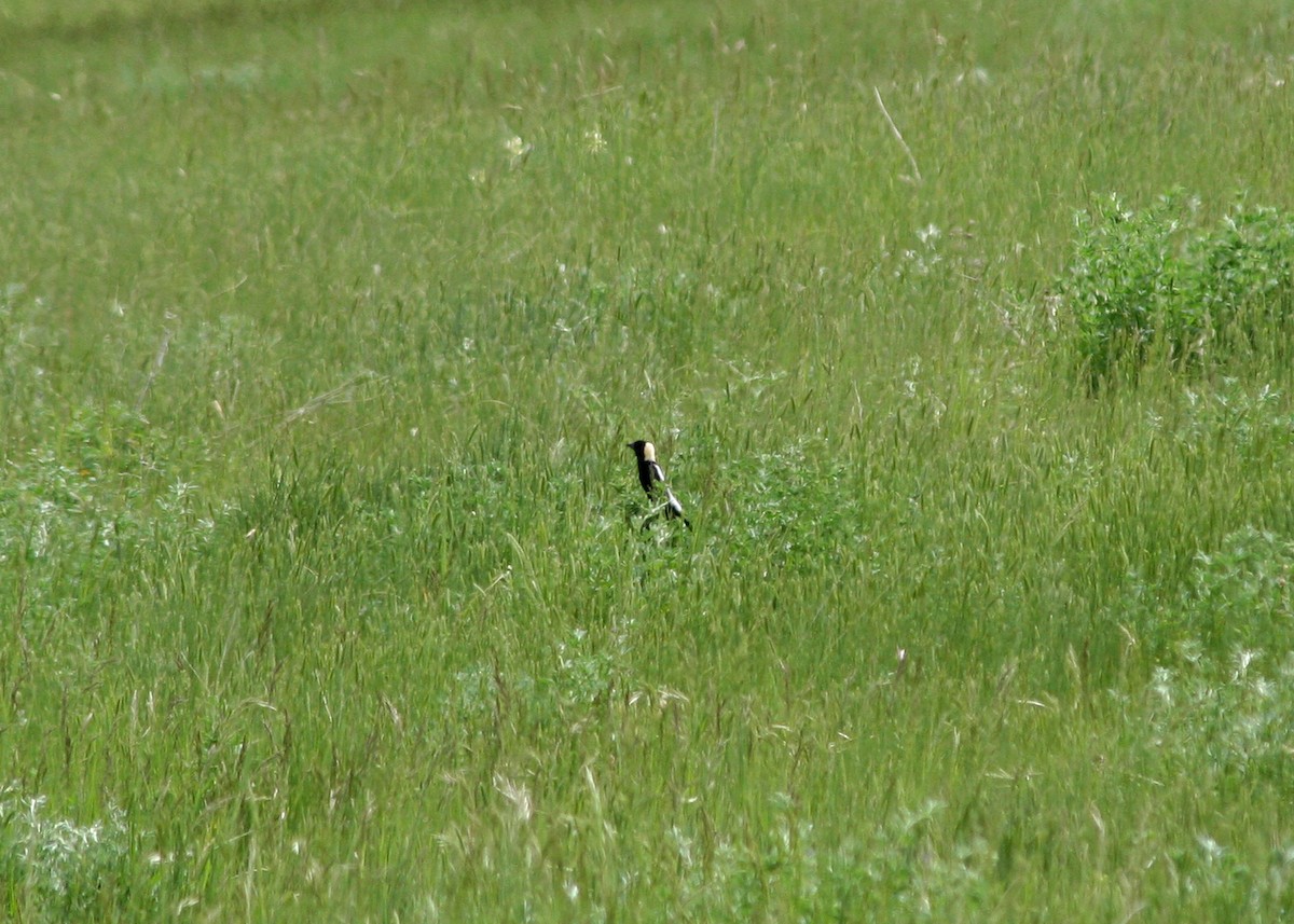 Bobolink - ML408713381
