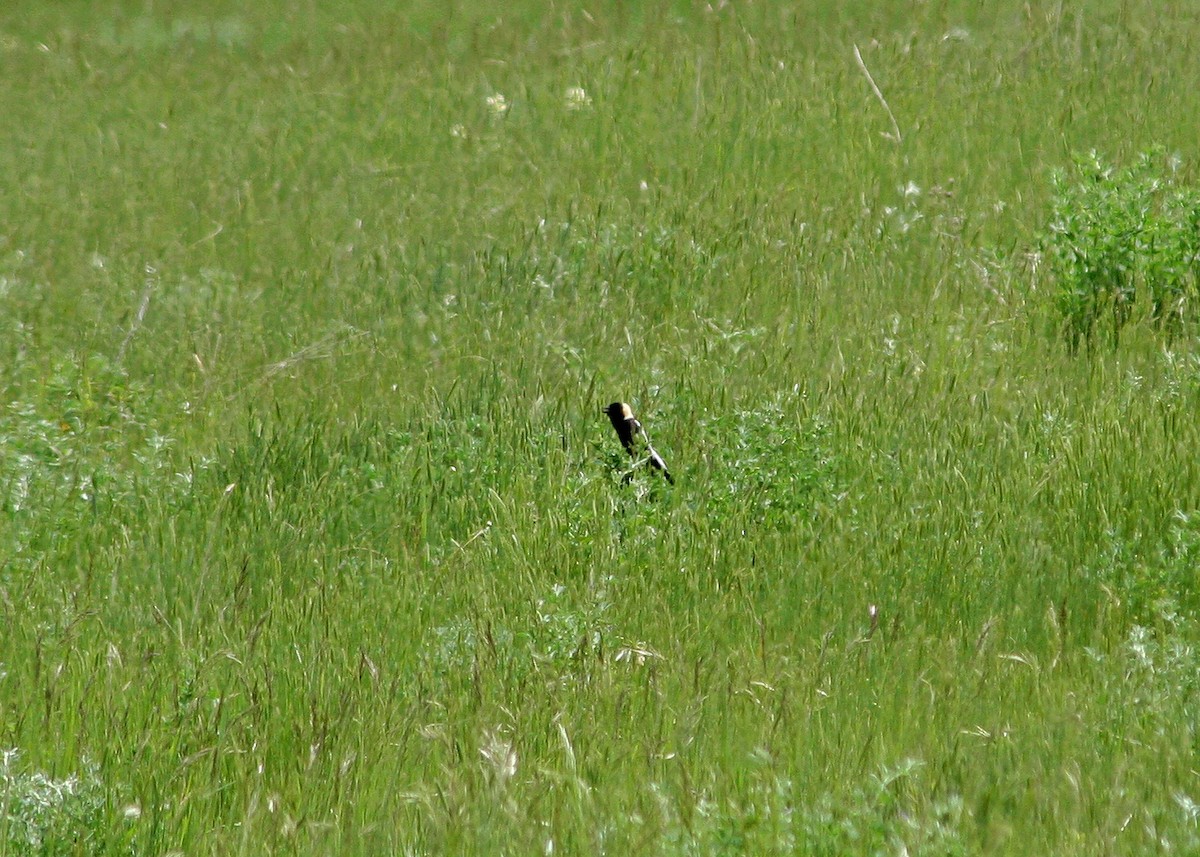 Bobolink - ML408713391
