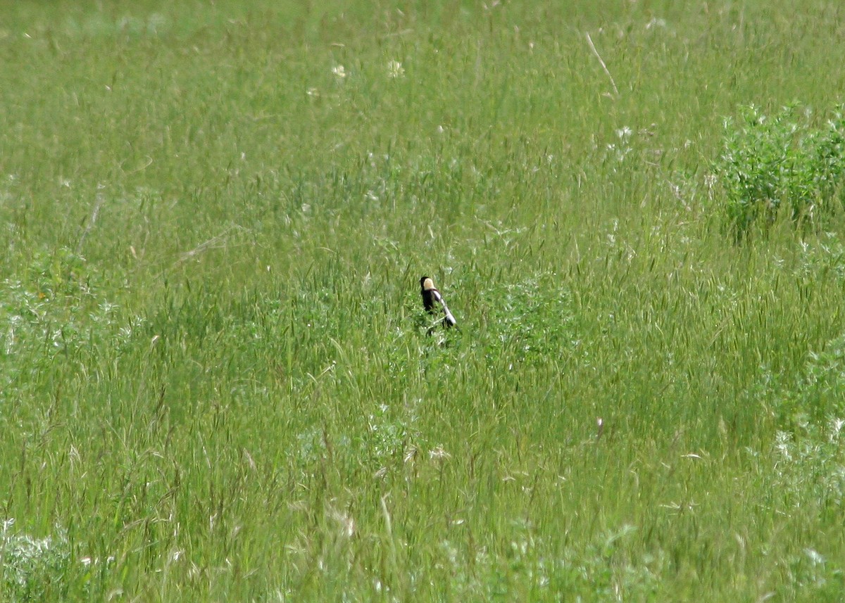 Bobolink - ML408713401