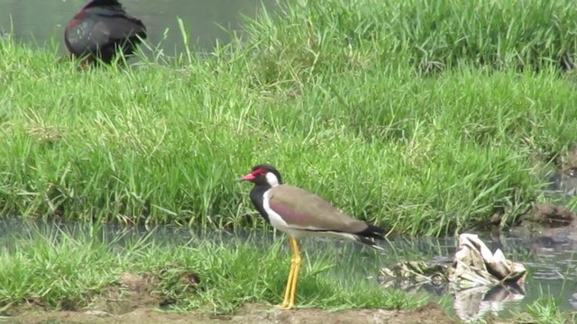 Red-wattled Lapwing - ML408713771