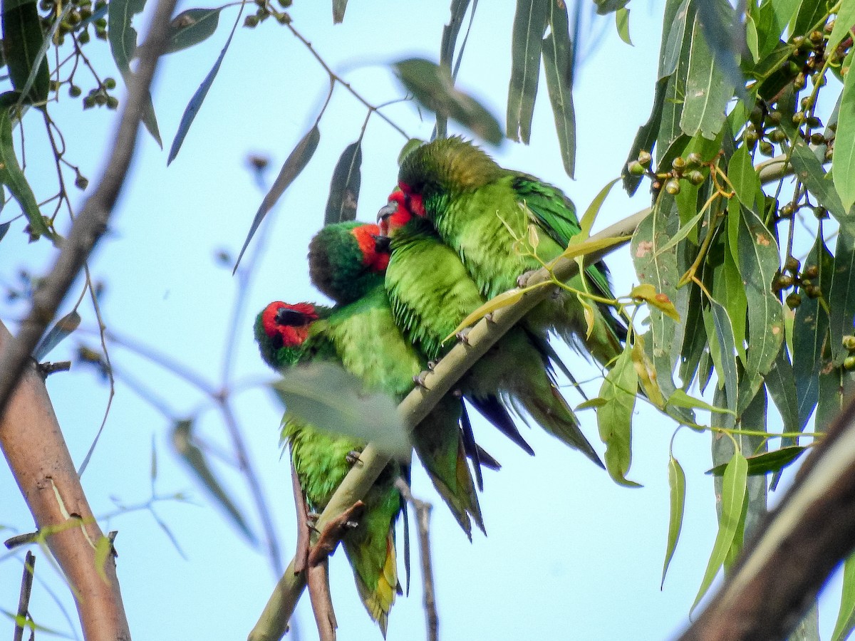 Little Lorikeet - ML408715221