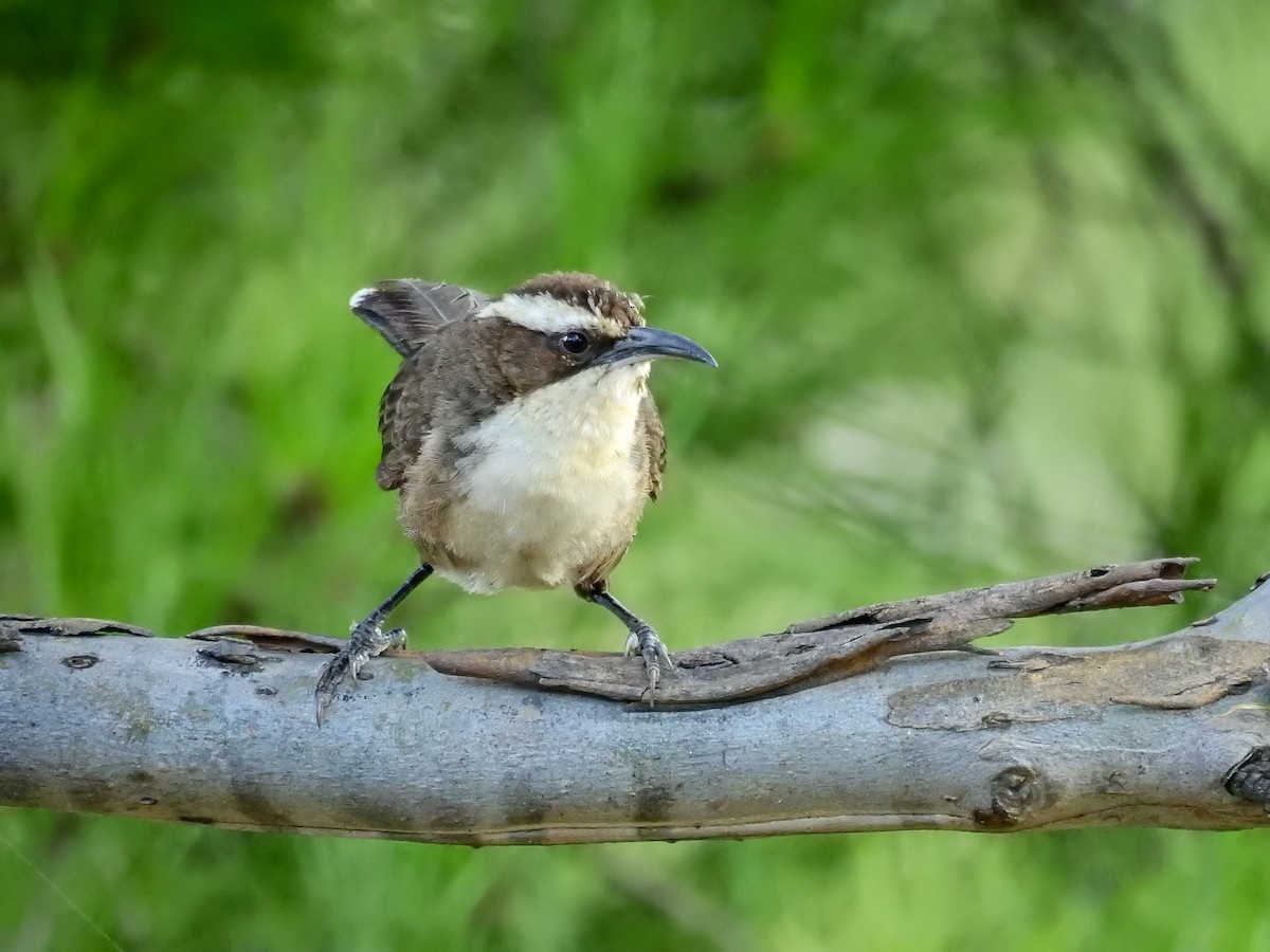 White-browed Babbler - ML408715251