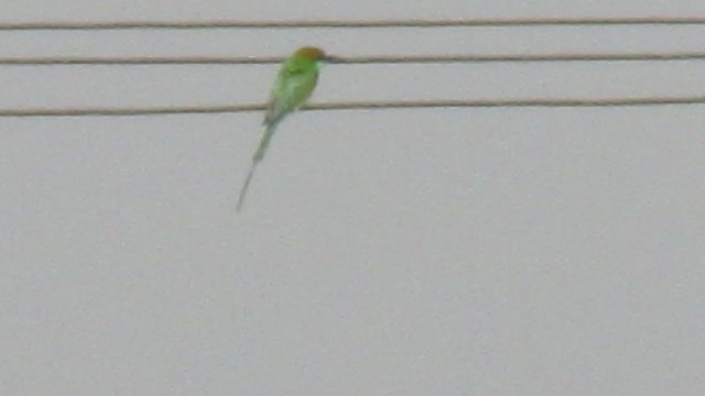 Asian Green Bee-eater - ML408715611