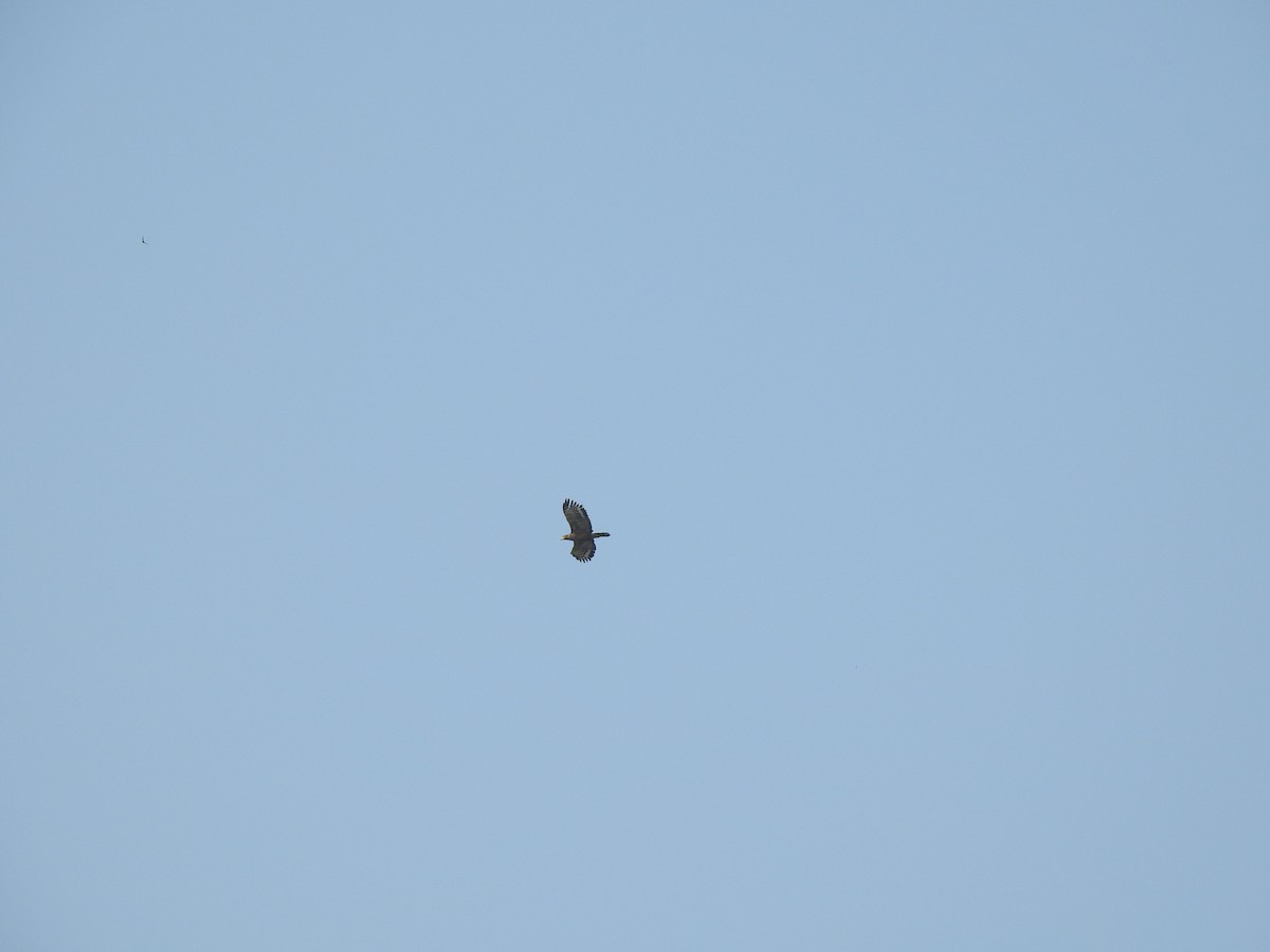 Crested Serpent-Eagle - ML408716371