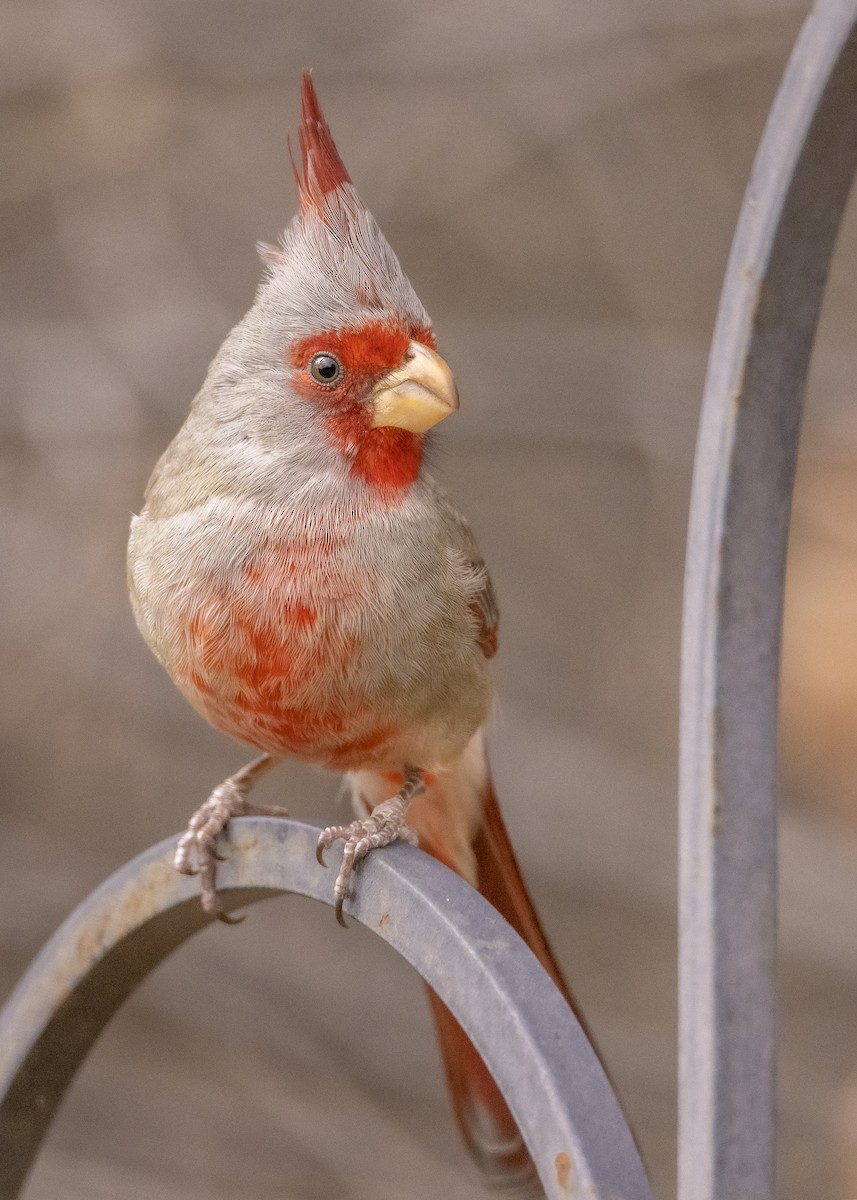 Pyrrhuloxia - ML408716761