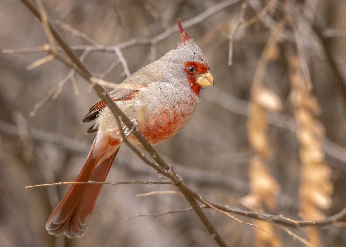 Pyrrhuloxia - ML408716781