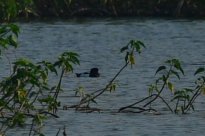 Tufted Duck - Sriram Reddy