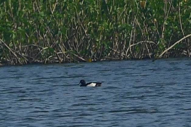 Tufted Duck - Sriram Reddy