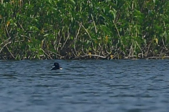 Tufted Duck - ML408716841