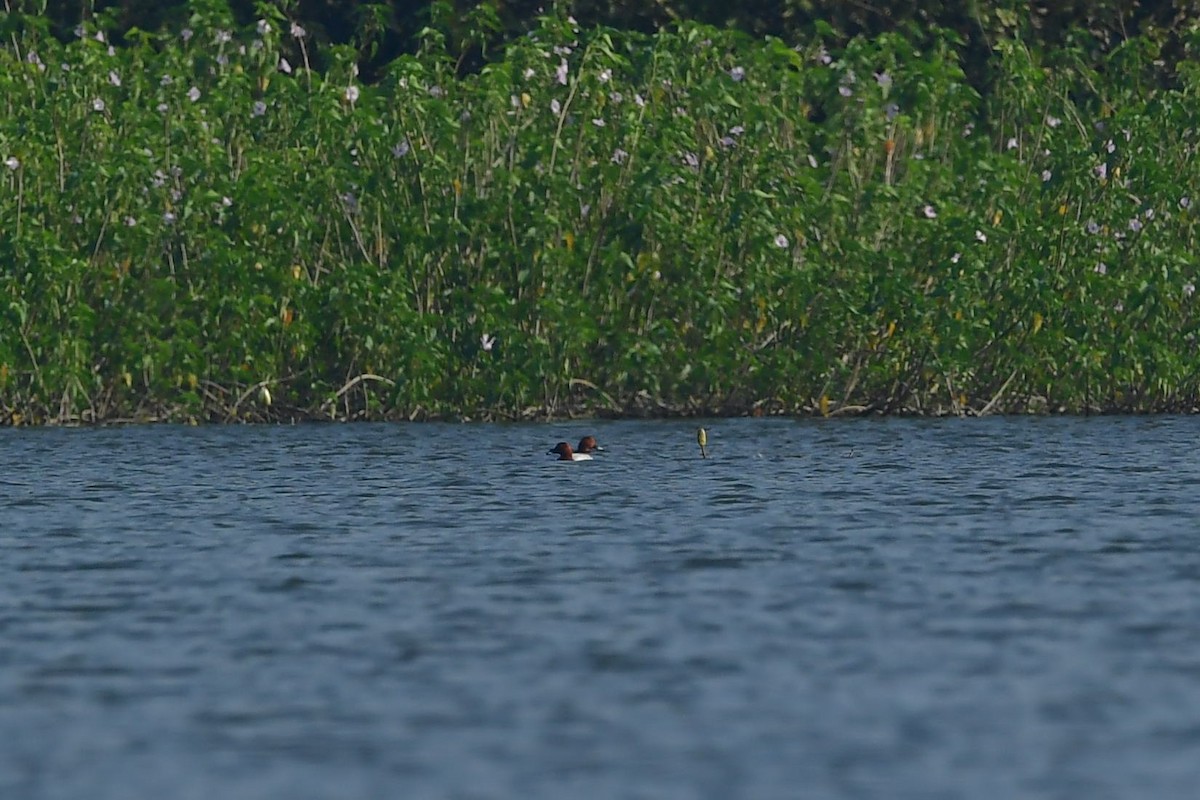 Common Pochard - Sriram Reddy