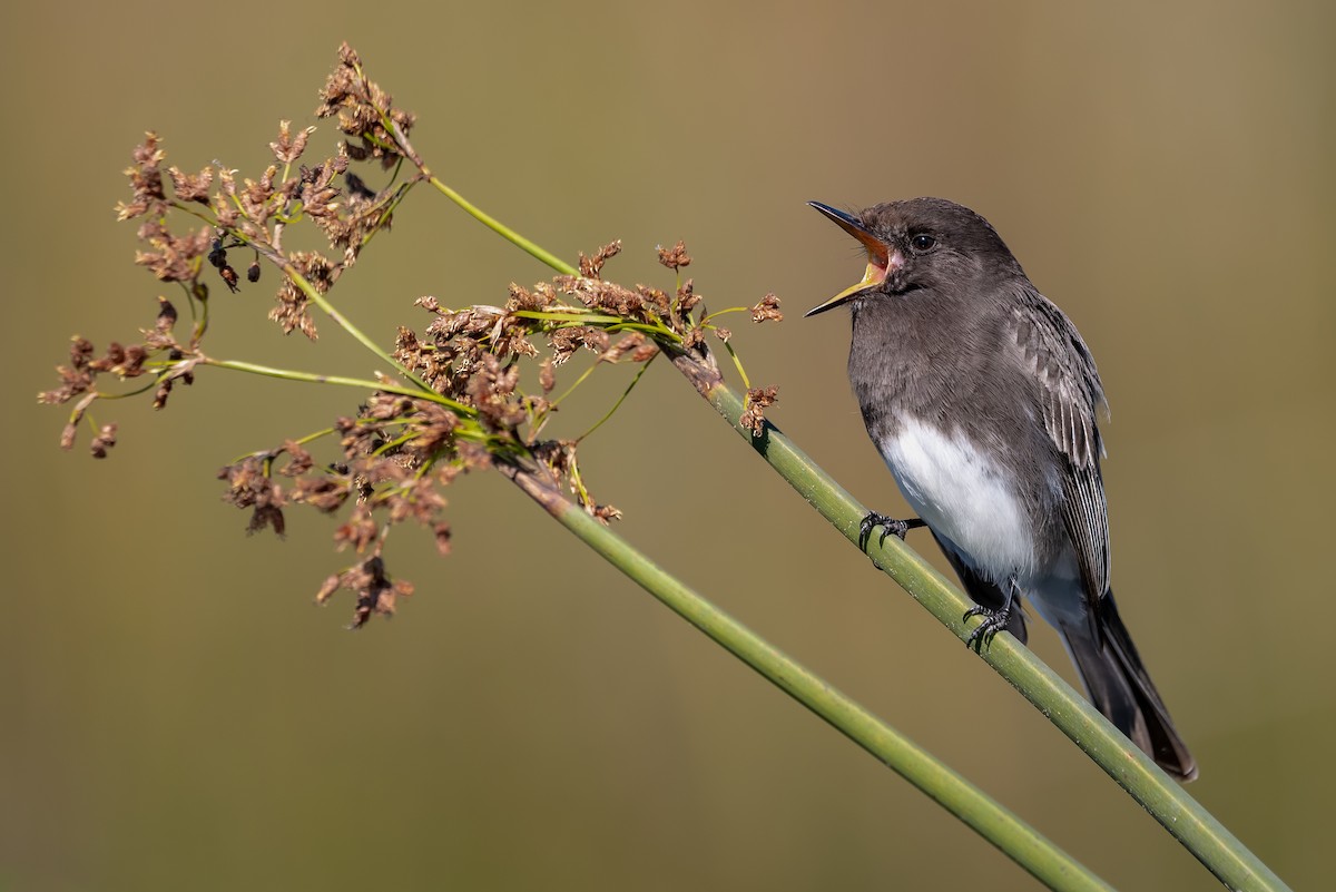 Black Phoebe - ML408718491