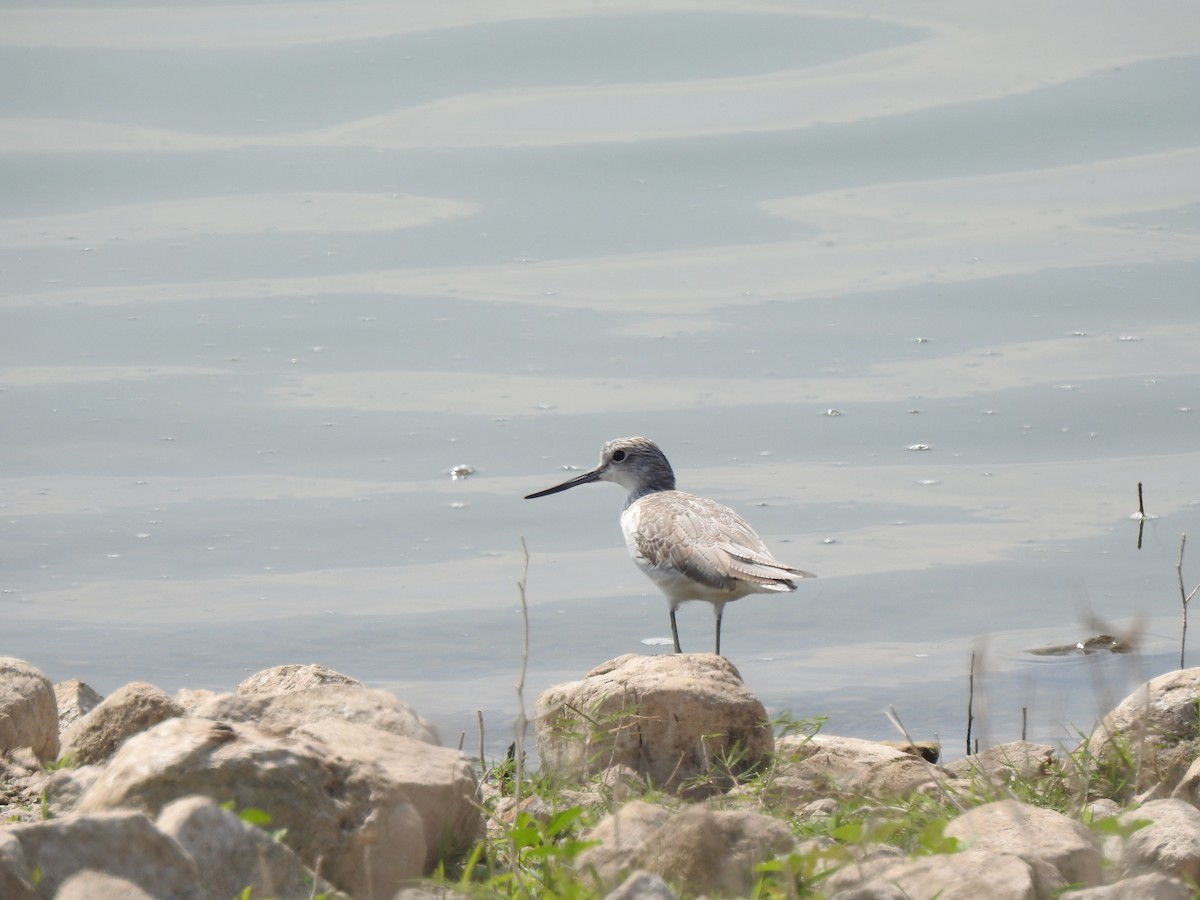 Common Greenshank - ML408718941