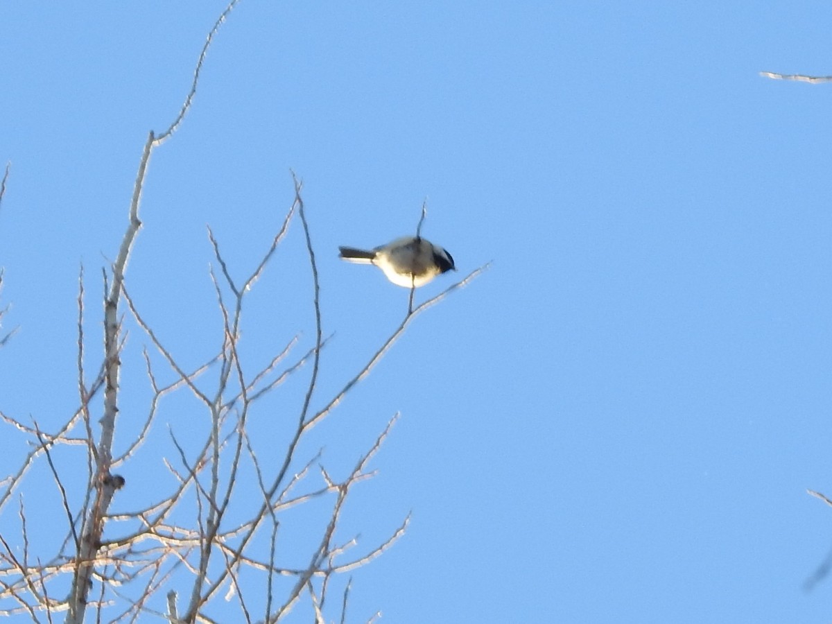 Black-capped Chickadee - Erik Bergman