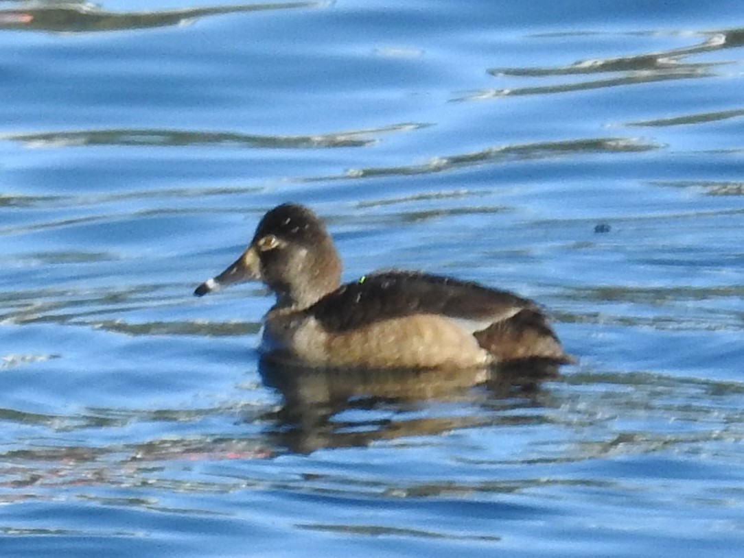 Ring-necked Duck - ML408719851