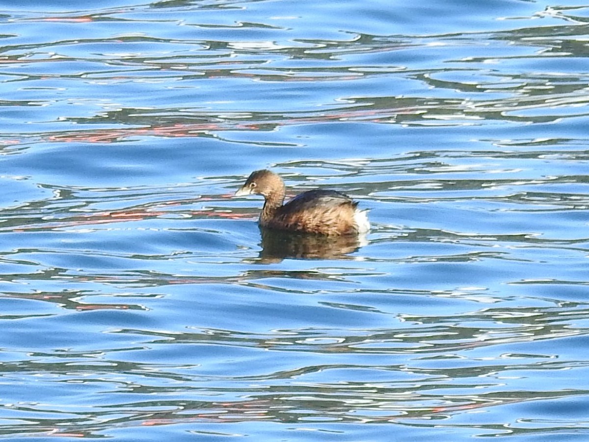 Pied-billed Grebe - ML408719951