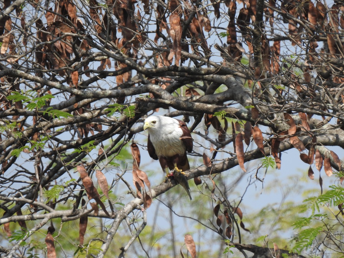 Brahminy Kite - ML408720191