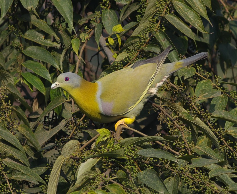 Yellow-footed Green-Pigeon - ML408720651