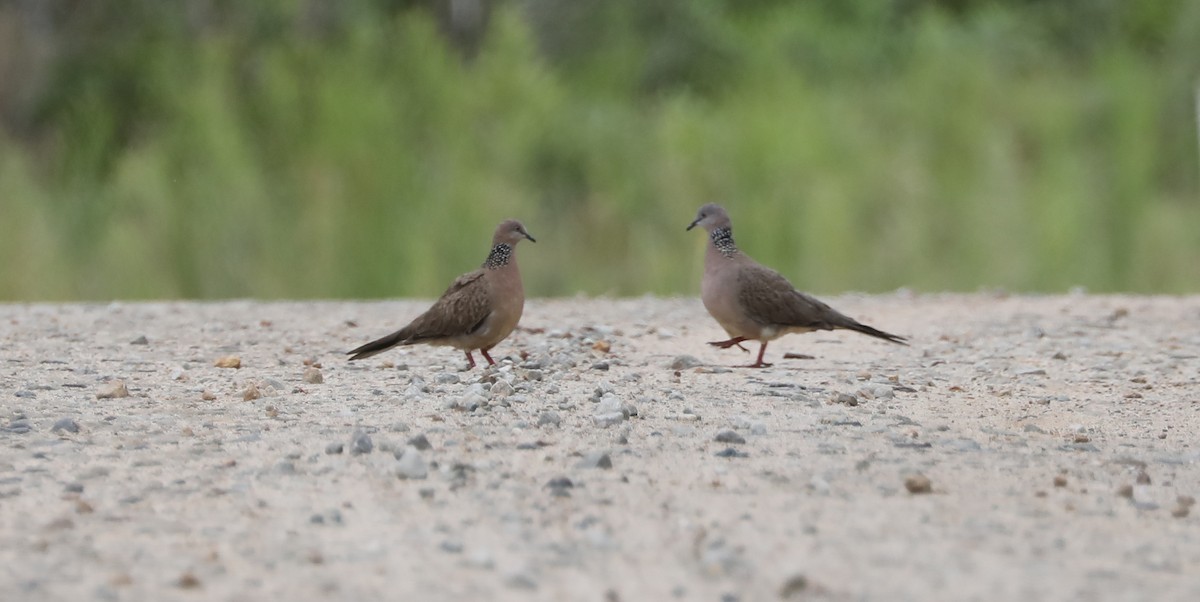 珠頸斑鳩 - ML408720681