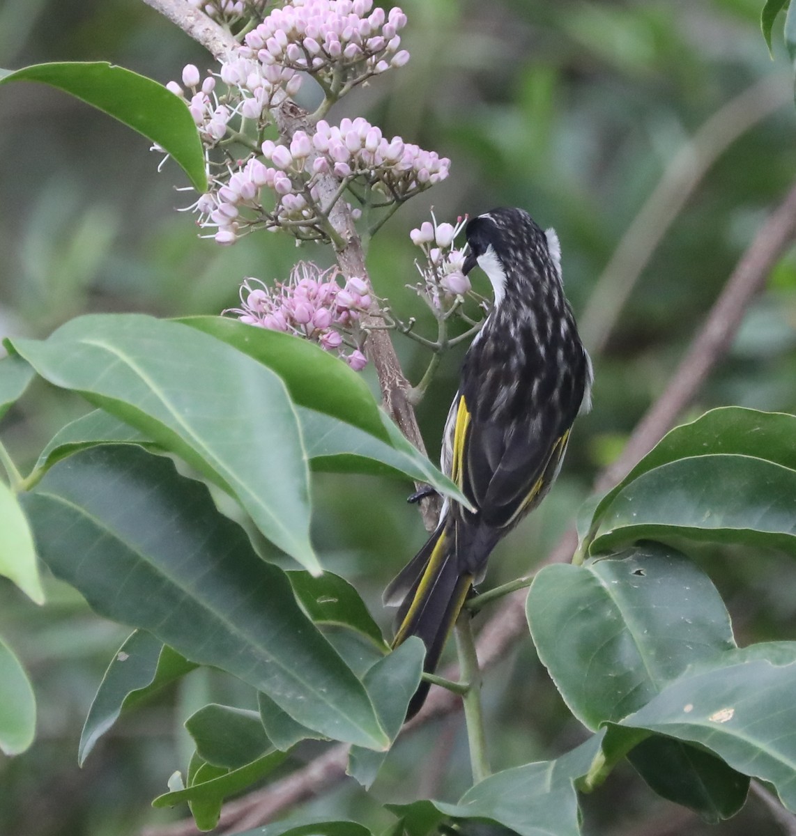 White-cheeked Honeyeater - ML408720881