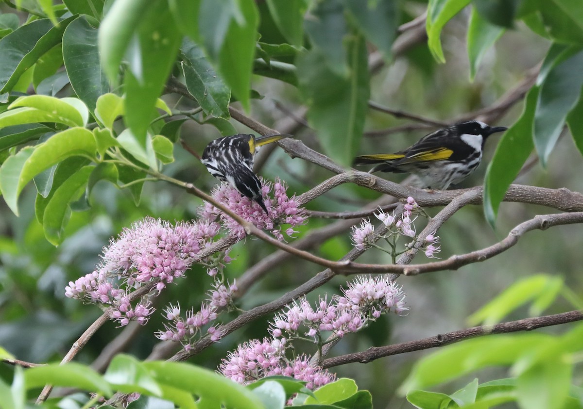 White-cheeked Honeyeater - Cheryl McIntyre