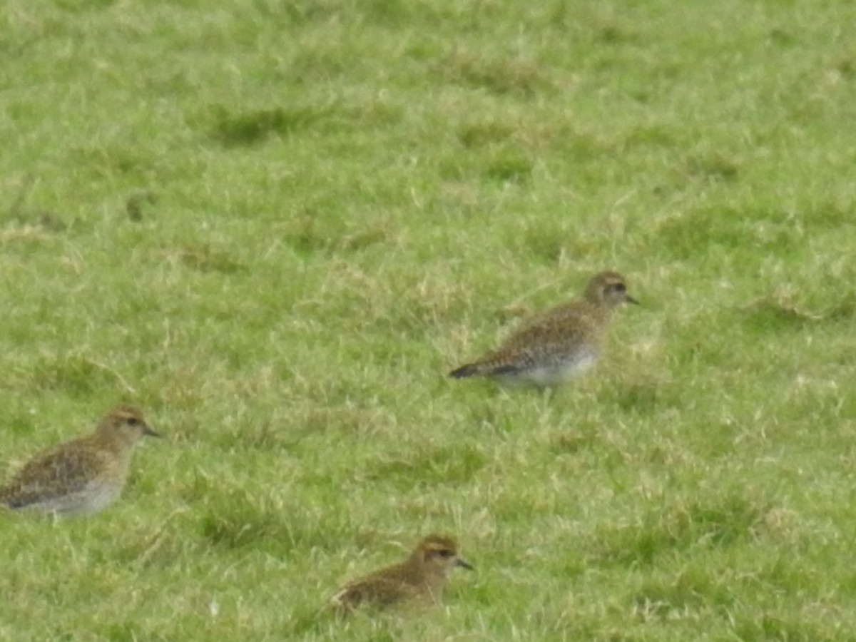 European Golden-Plover - ML408721021