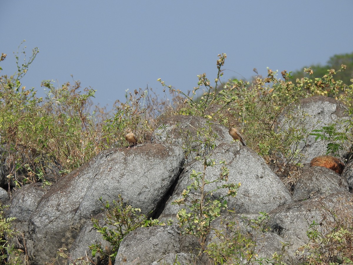 Tawny Lark - ML408721131