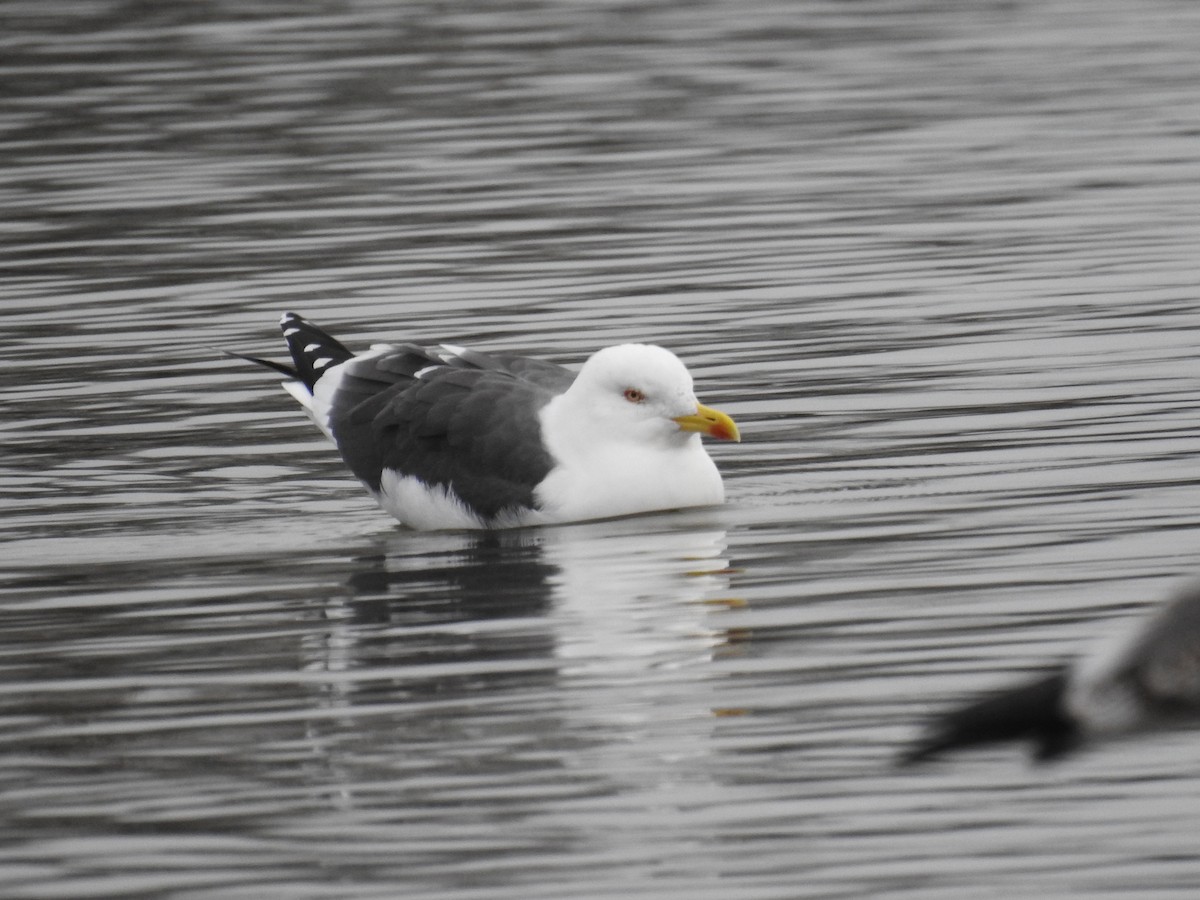 Lesser Black-backed Gull - ML408721391