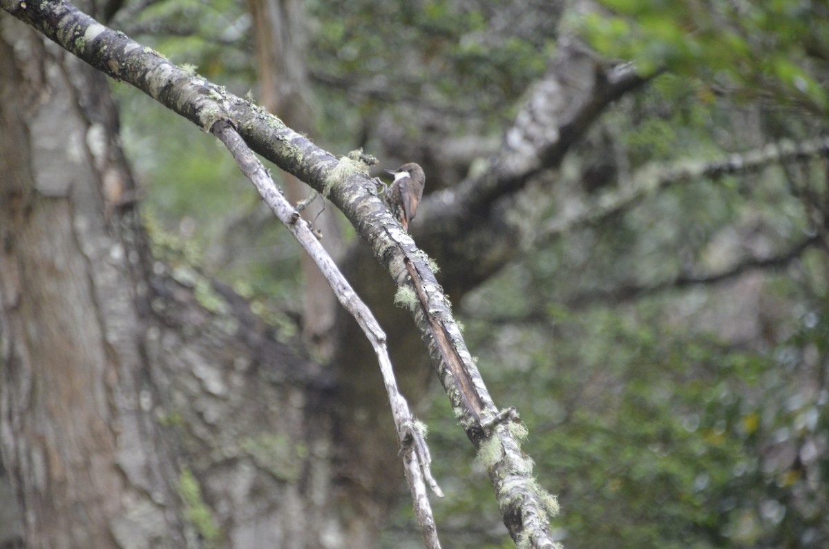 White-throated Treerunner - ML408721901