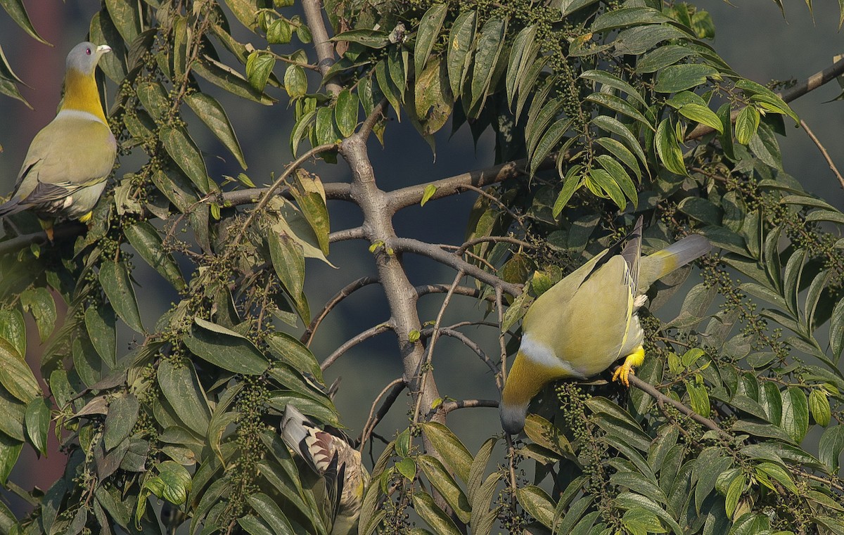 Yellow-footed Green-Pigeon - ML408722331