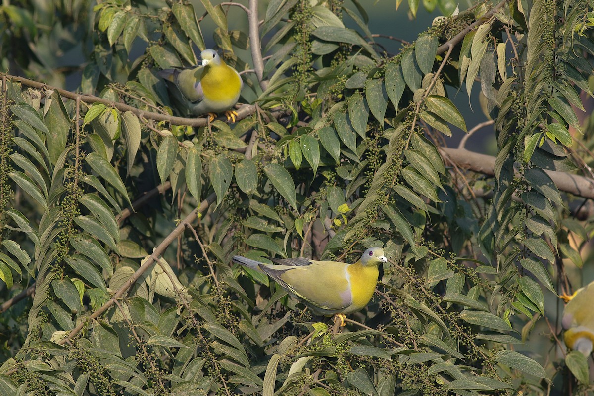 Yellow-footed Green-Pigeon - ML408722341