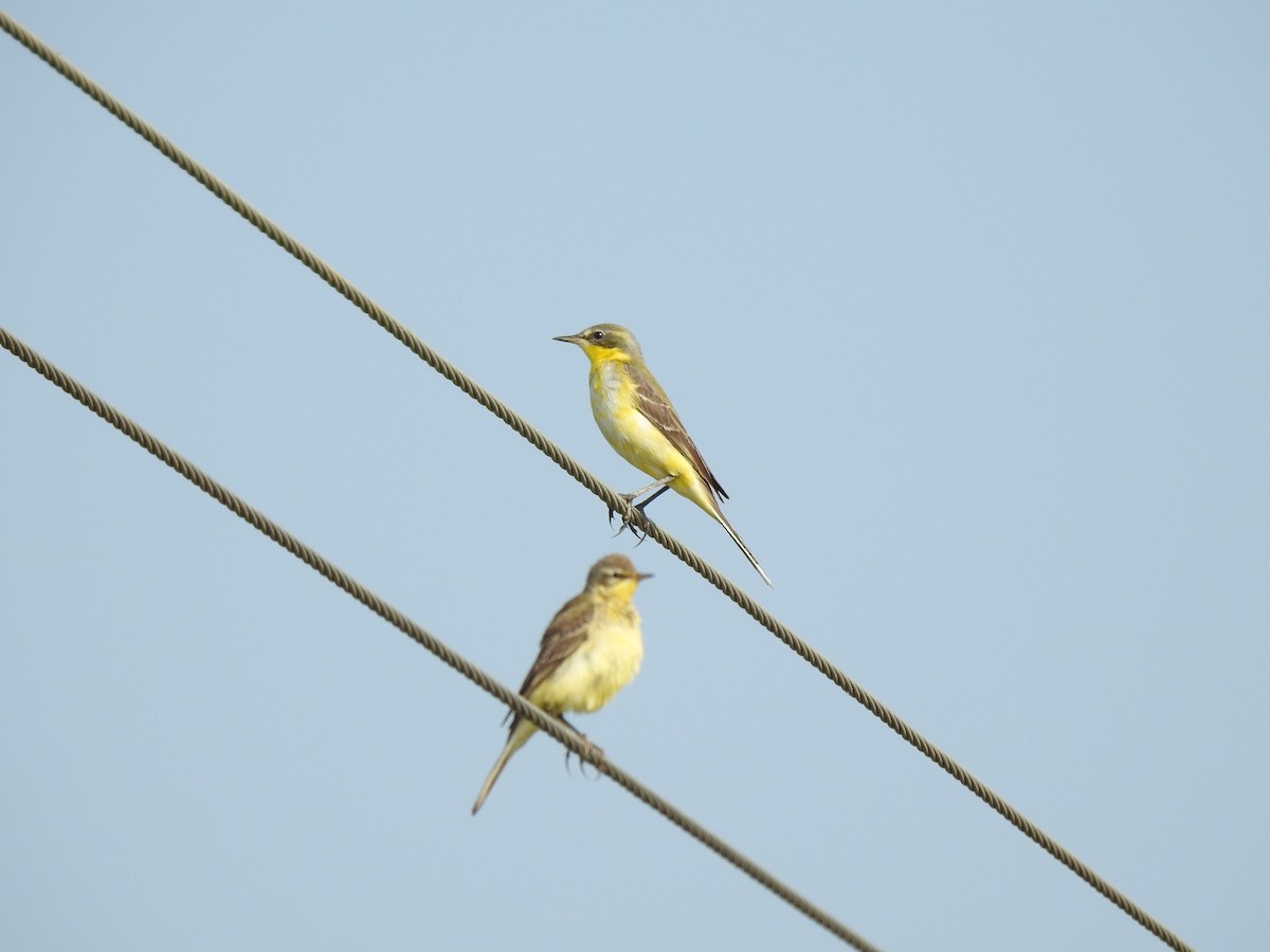 Western Yellow Wagtail - ML408722491