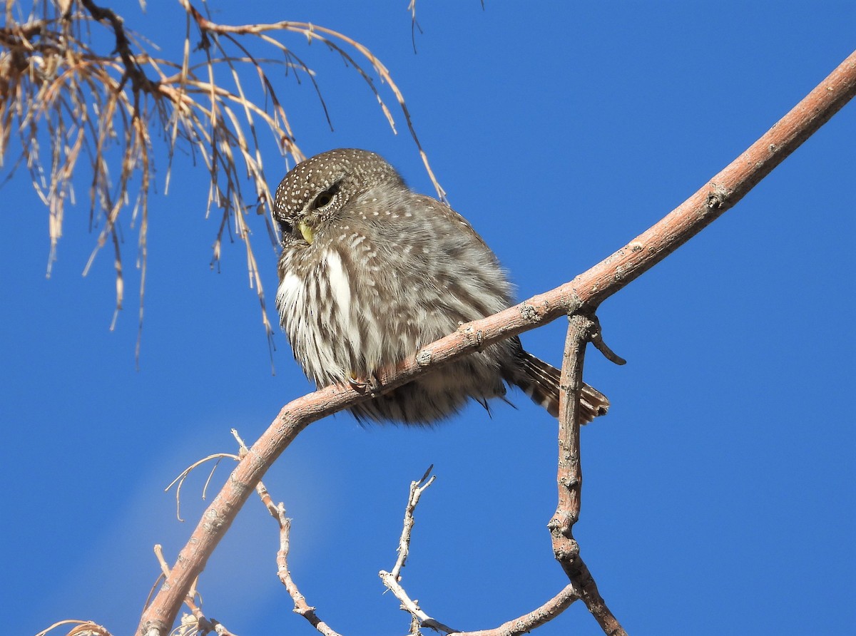Northern Pygmy-Owl - ML408722791