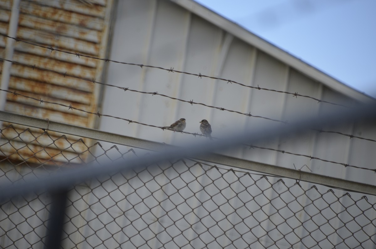 House Sparrow - ML408722951