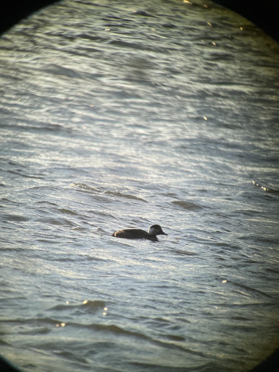 Common Scoter - ML408722991