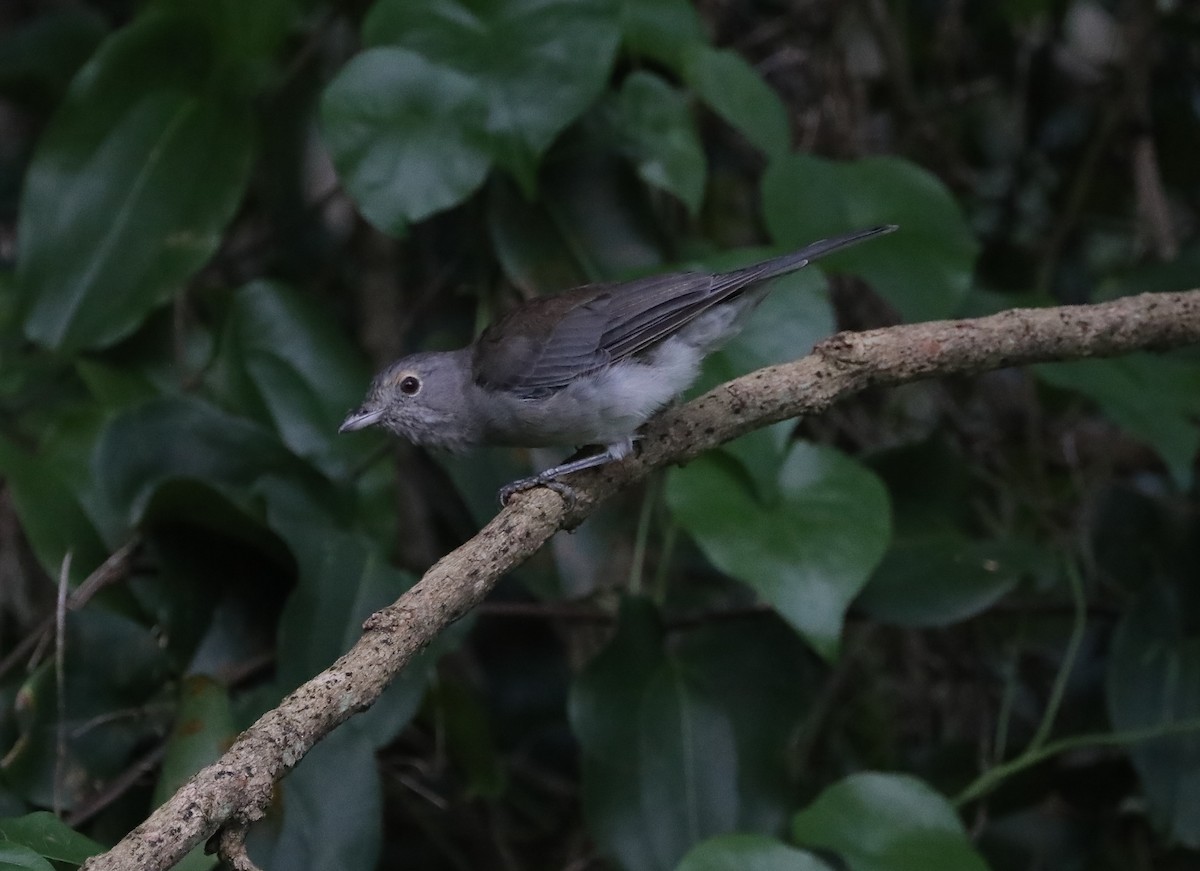 Gray Shrikethrush - ML408723121